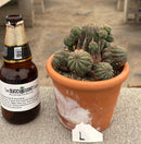 #EC311 Blaise’s EXACT Cactus & Euohorbia Potted Specimens