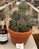 #EC311 Blaise’s EXACT Cactus & Euohorbia Potted Specimens