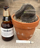 #EC311 Blaise’s EXACT Cactus & Euohorbia Potted Specimens
