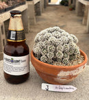 #EC311 Blaise’s EXACT Cactus & Euohorbia Potted Specimens