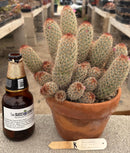#EC311 Blaise’s EXACT Cactus & Euohorbia Potted Specimens