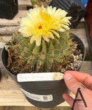 #EC311 Blaise’s EXACT Cactus & Euohorbia Potted Specimens