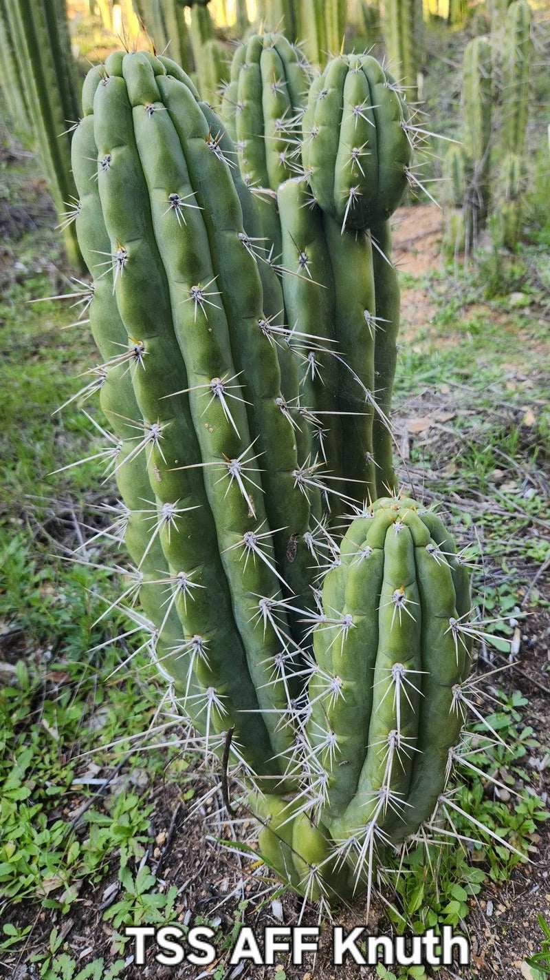 #EC318 EXACT Trichocereus TSS AFF Knuthianus Cactus Cutting 8"