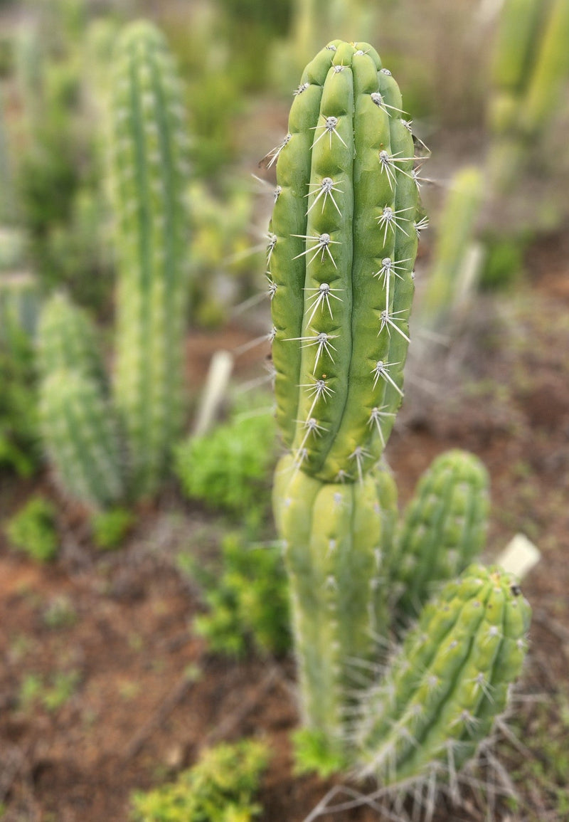 #EC318 EXACT Trichocereus TSS AFF Knuthianus Cactus Cutting 8"