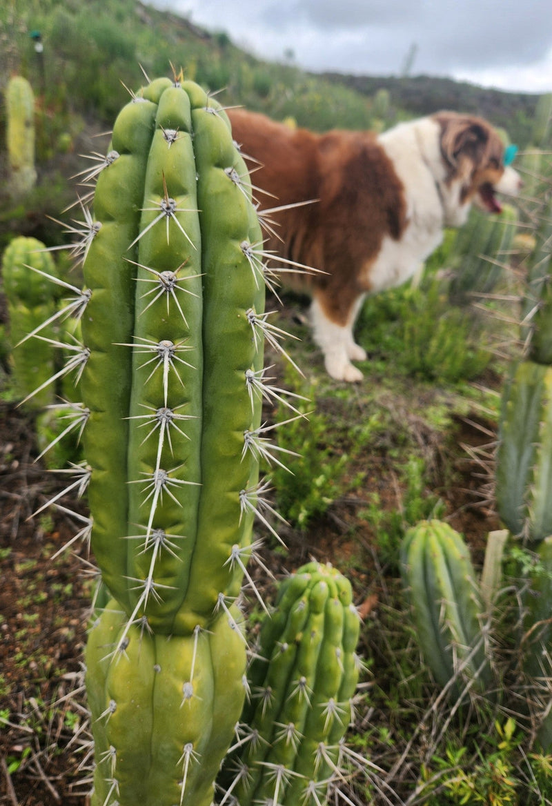 #EC318 EXACT Trichocereus TSS AFF Knuthianus Cactus Cutting 8"