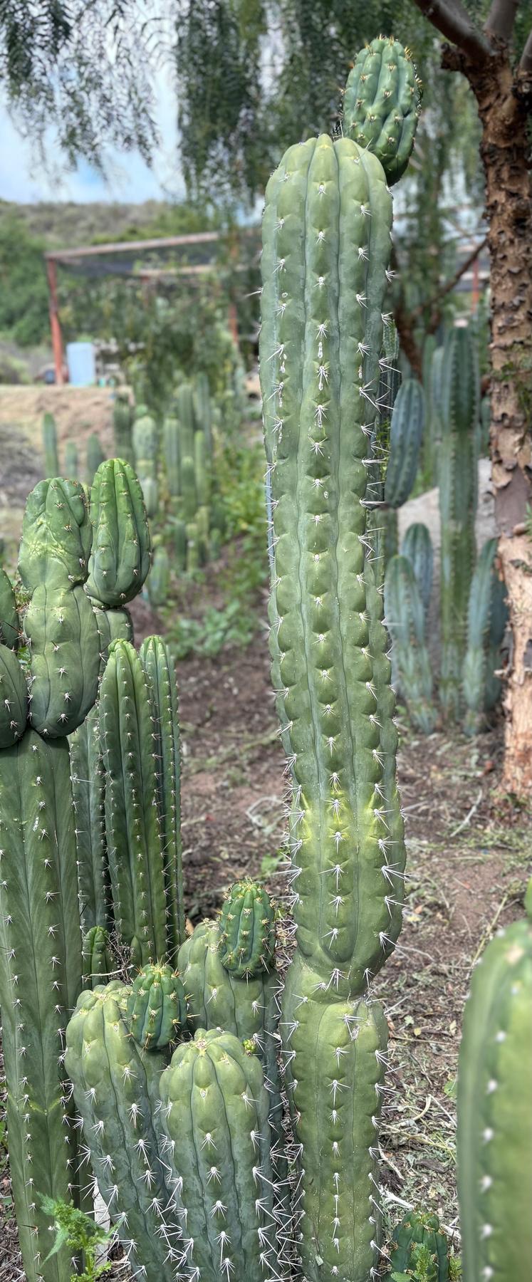 #EC318 Trichocereus TSS AFF Knuthianus Knuthianus Cactus Cutting 8"