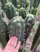 #EC318 Trichocereus TSS AFF Knuthianus Knuthianus Cactus Cutting 8"