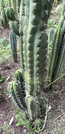 #EC318 Trichocereus TSS AFF Knuthianus Knuthianus Cactus Cutting 8"