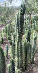 #EC318 Trichocereus TSS AFF Knuthianus Knuthianus Cactus Cutting 8"