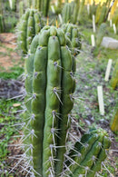 #EC318 Trichocereus TSS AFF Knuthianus Knuthianus Cactus Cutting 8"