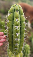 #EC318 Trichocereus TSS AFF Knuthianus Knuthianus Cactus Cutting 8"