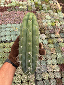 #EC318 Trichocereus TSS AFF Knuthianus Knuthianus Cactus Cutting 8"