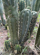 #EC318 Trichocereus TSS AFF Knuthianus Knuthianus Cactus Cutting 8"