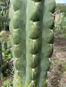 #EC318 Trichocereus TSS AFF Knuthianus Knuthianus Cactus Cutting 8"