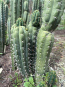 #EC318 Trichocereus TSS AFF Knuthianus Knuthianus Cactus Cutting 8"