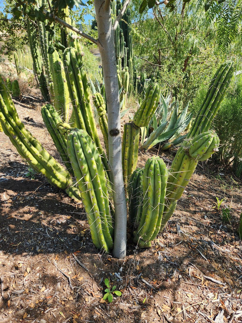 #EC32 EXACT Trichocereus Bridgesii Jada Beyond Cactus Cuttings