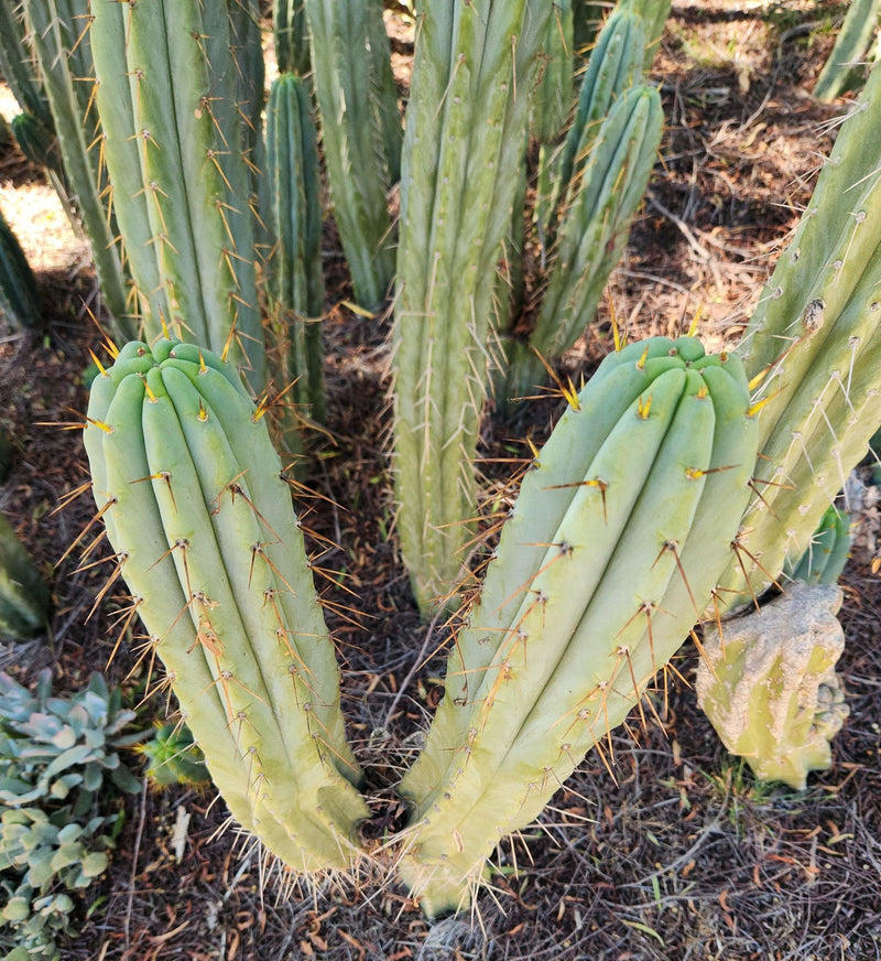 #EC32 EXACT Trichocereus Bridgesii Jada Beyond Cactus Cuttings