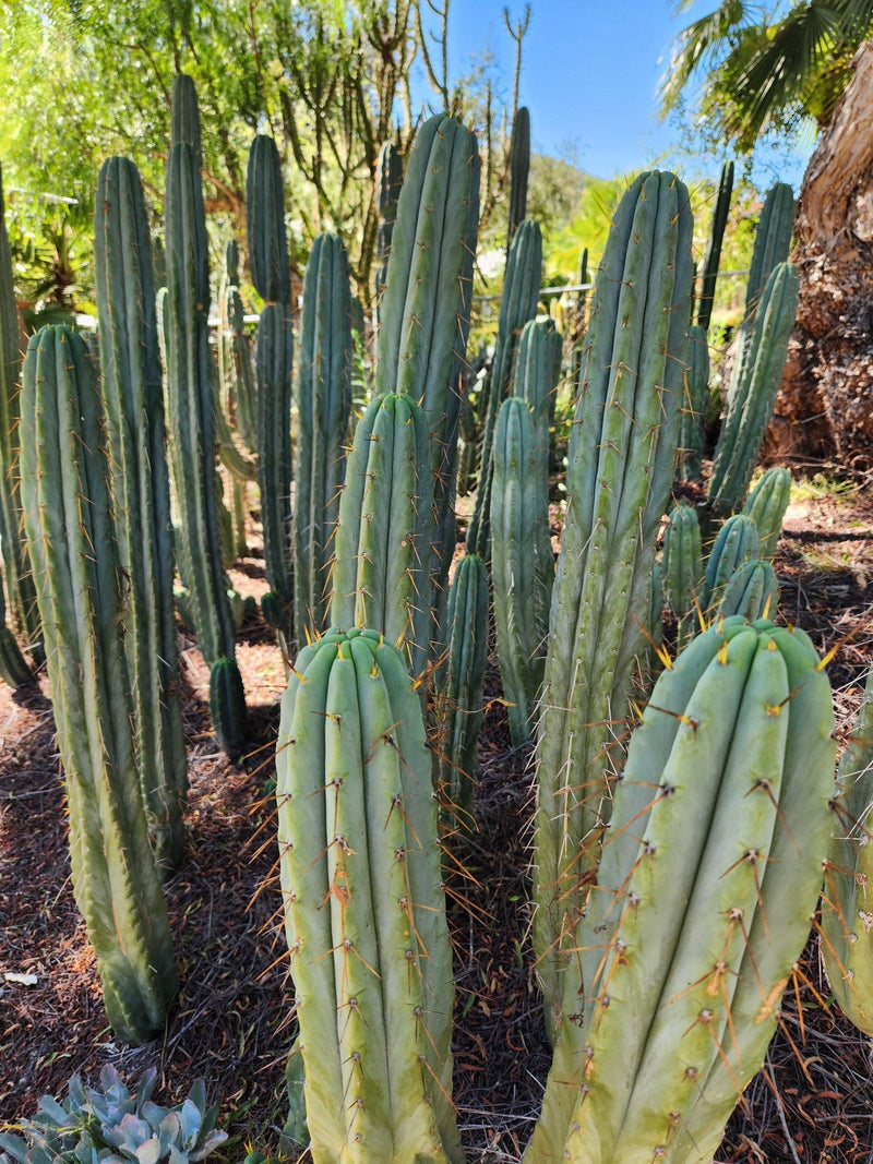 #EC32 EXACT Trichocereus Bridgesii Jada Beyond Cactus Cuttings