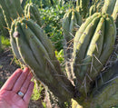 #EC32 EXACT Trichocereus Bridgesii Jada Beyond Cactus Cuttings