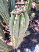 #EC32 EXACT Trichocereus Bridgesii Jada Beyond Cactus Cuttings