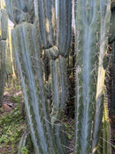 #EC32 EXACT Trichocereus Bridgesii Jada Beyond Cactus Cuttings