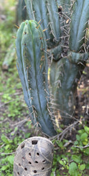 #EC32 EXACT Trichocereus Bridgesii Jada Beyond Cactus Cuttings