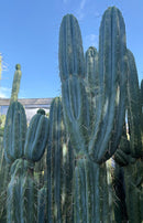 #EC32 EXACT Trichocereus Bridgesii Jada Beyond Cactus Cuttings
