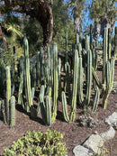#EC32 EXACT Trichocereus Bridgesii Jada Beyond Cactus Cuttings