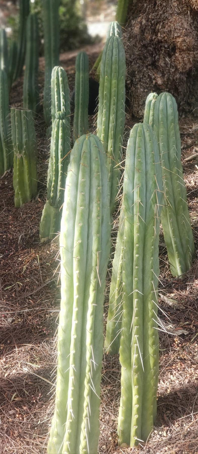 #EC32 EXACT Trichocereus Bridgesii Jada Beyond Cactus Cuttings