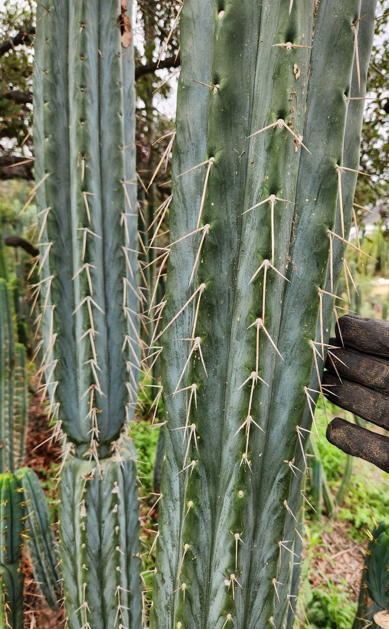 #EC32 EXACT Trichocereus Bridgesii Jada Beyond Cactus Cuttings