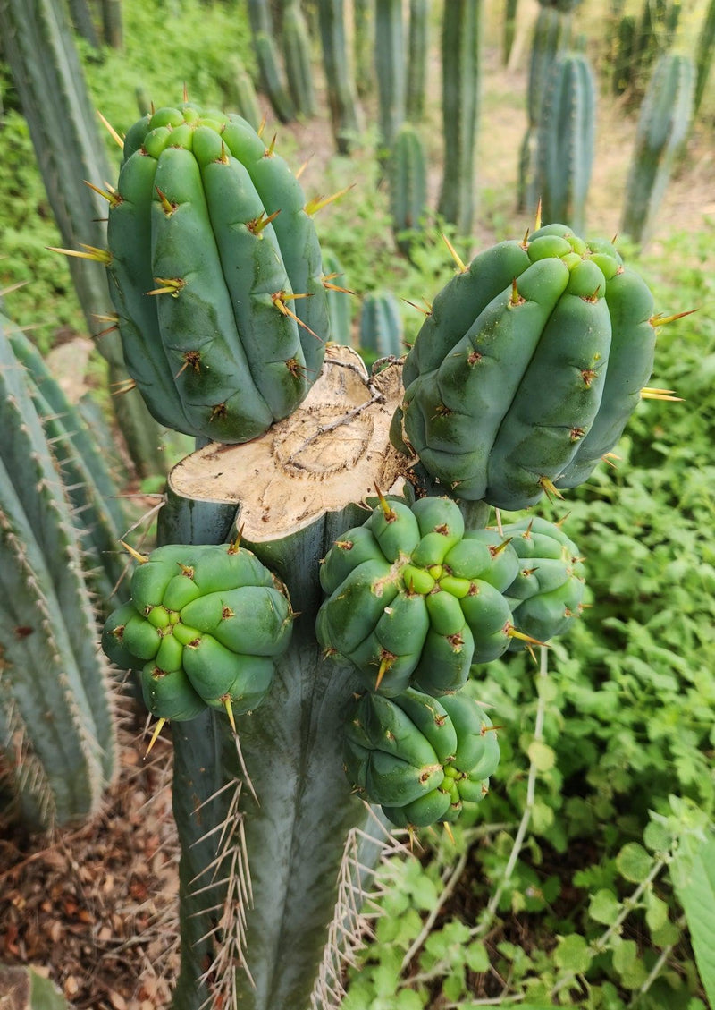 #EC32 EXACT Trichocereus Bridgesii Jada Beyond Cactus Cuttings