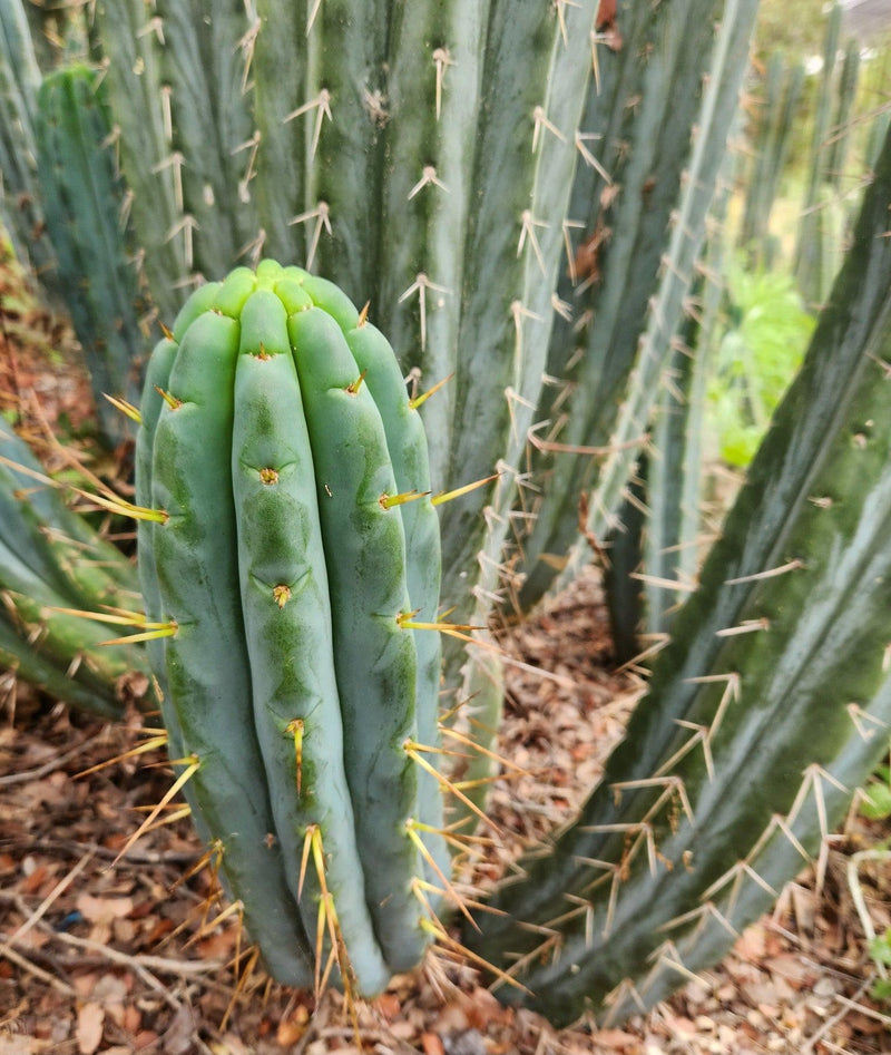 #EC32 EXACT Trichocereus Bridgesii Jada Beyond Cactus Cuttings