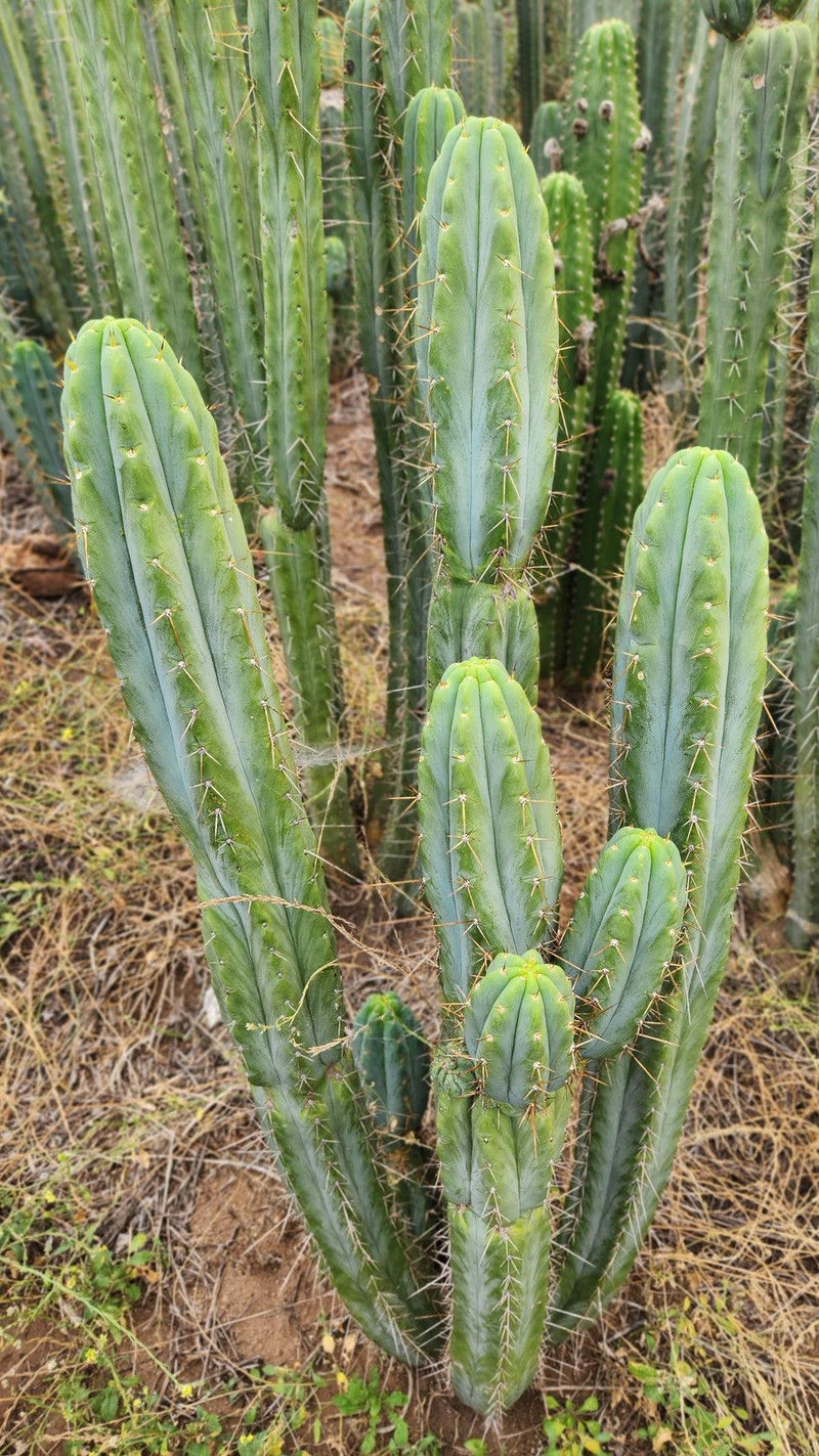 #EC32 EXACT Trichocereus Bridgesii Jada Beyond Cactus Cuttings