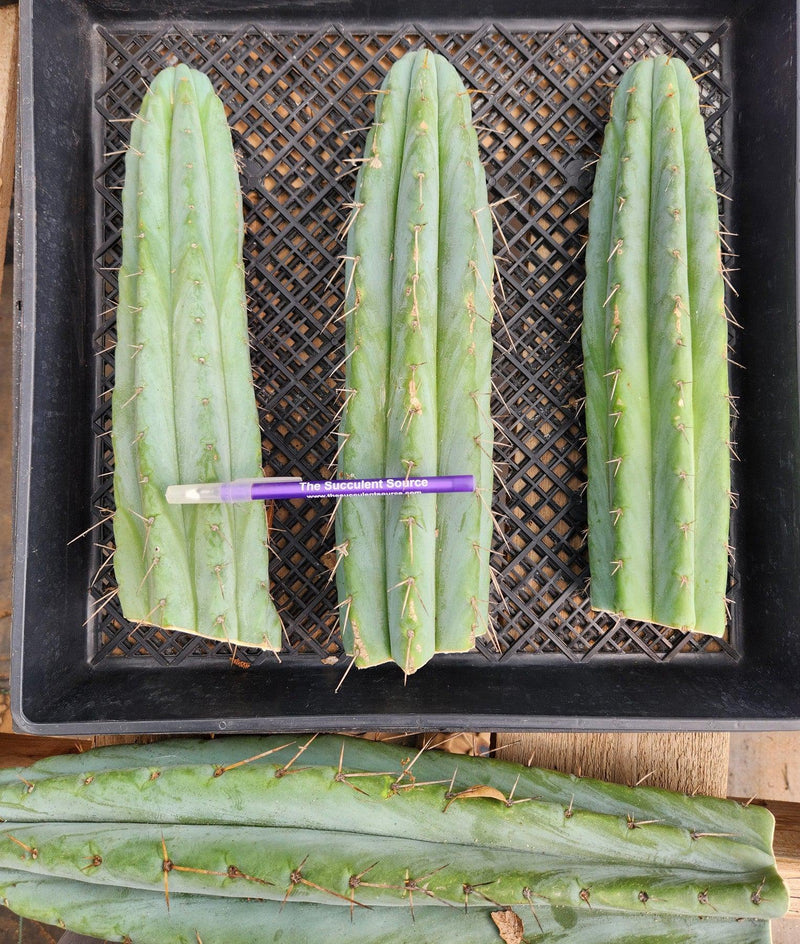 #EC32 EXACT Trichocereus Bridgesii Jada Beyond Cactus Cuttings