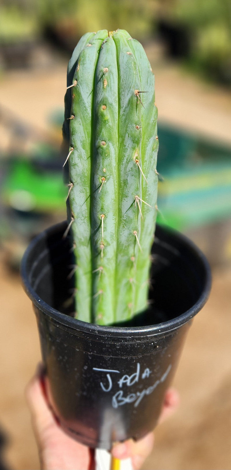 #EC32 EXACT Trichocereus Bridgesii Jada Beyond Cactus Cuttings