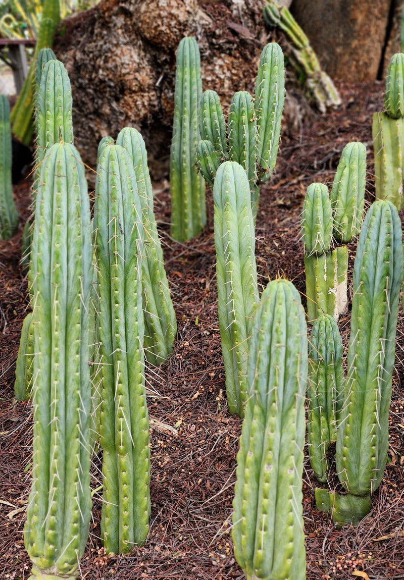 #EC32 EXACT Trichocereus Bridgesii Jada Beyond Cactus Cuttings