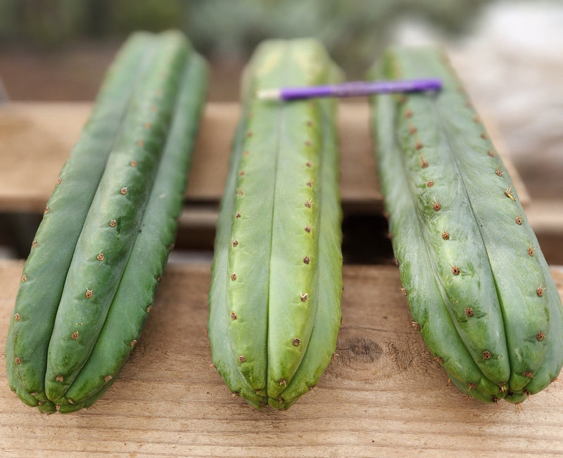 #EC36 EXACT Trichocereus Pachanoi Peruvianus NOID cactus cuttings