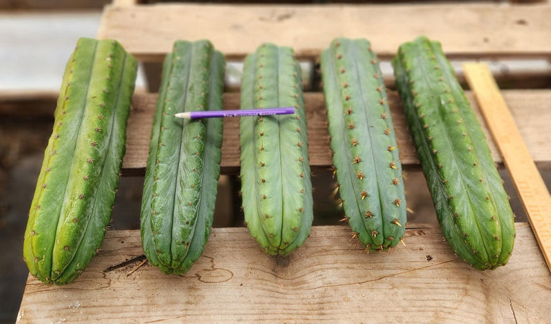 #EC36 EXACT Trichocereus Pachanoi Peruvianus NOID cactus cuttings