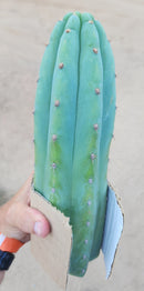 #EC36 EXACT Trichocereus Pachanoi Peruvianus NOID cactus cuttings