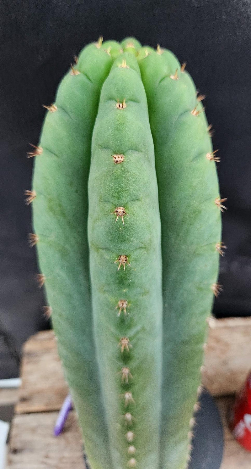 #EC36 EXACT Trichocereus Pachanoi Peruvianus NOID cactus cuttings