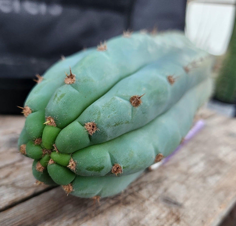 #EC36 EXACT Trichocereus Pachanoi Peruvianus NOID cactus cuttings