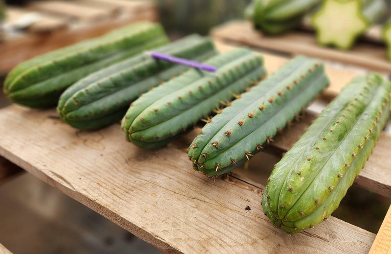 #EC36 EXACT Trichocereus Pachanoi Peruvianus NOID cactus cuttings