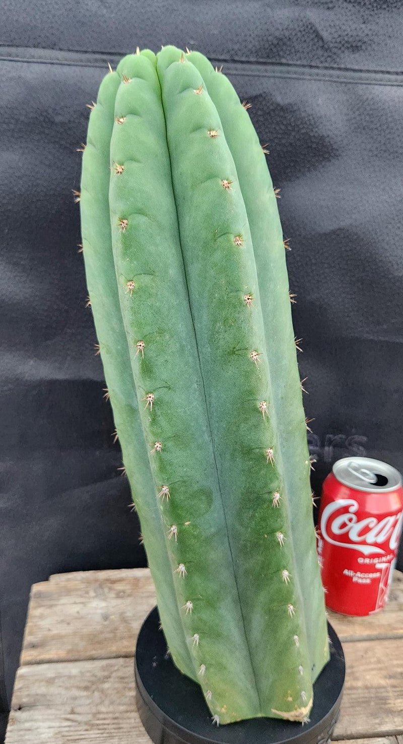 #EC36 EXACT Trichocereus Pachanoi Peruvianus NOID cactus cuttings