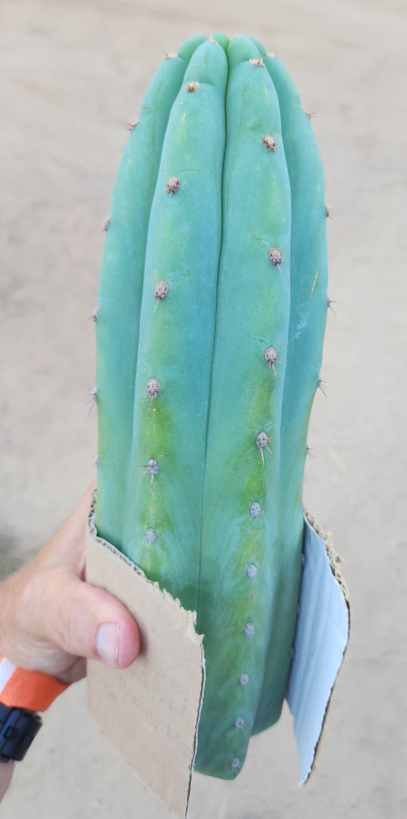 #EC36 EXACT Trichocereus Pachanoi Peruvianus NOID cactus cuttings