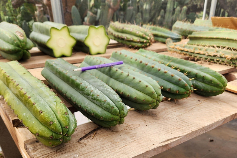 #EC36 EXACT Trichocereus Pachanoi Peruvianus NOID cactus cuttings