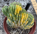 #EC37 EXACT Trichocereus Hybrid Pachanoi China Gold Variegated Crested Cactus