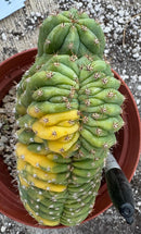 #EC37 EXACT Trichocereus Hybrid Pachanoi China Gold Variegated Crested Cactus