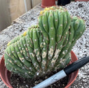 #EC37 EXACT Trichocereus Hybrid Pachanoi China Gold Variegated Crested Cactus