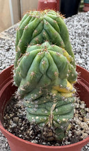 #EC37 EXACT Trichocereus Hybrid Pachanoi China Gold Variegated Crested Cactus