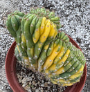 #EC37 EXACT Trichocereus Hybrid Pachanoi China Gold Variegated Crested Cactus